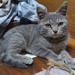 【譲渡済み】迷子？　推定3ヶ月　優しい女の子です！ - 遠野市