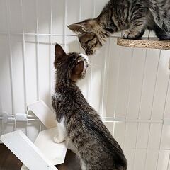 生後二ヶ月 ❥ ❥ 穏やかキジ太 - 里親募集