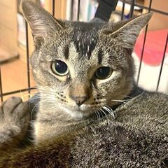 アビシニアン風の美猫【お市♀】