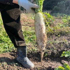 いっしょに農作業してみませんか？ − 愛媛県