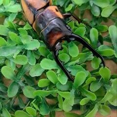 【受け渡し決まりました】ファブリースノコギリクワガタ　タカクワイ...