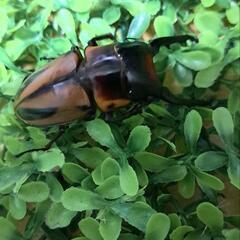 【受け渡し決まりました】ファブリースノコギリクワガタ　タカクワイ　ペア　♂79.3  ♀40の画像