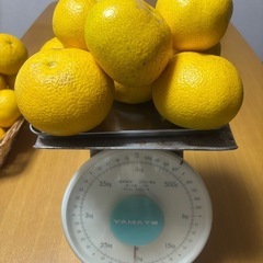 【新鮮！】八朔(はっさく)約2kgの画像