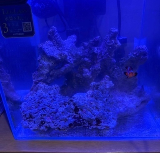 熱帯魚セット