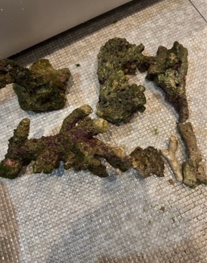熱帯魚セット