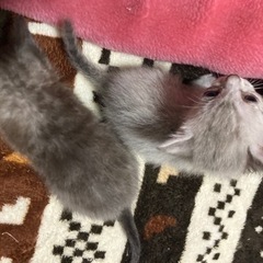 里親募集