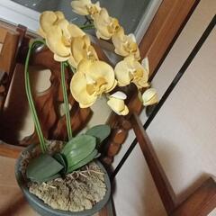 セール　胡蝶蘭の造花