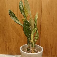 トックリラン   ポニーテール  観葉植物  中型  の画像