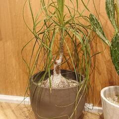 トックリラン   ポニーテール  観葉植物  中型  の画像