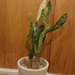トックリラン   ポニーテール  観葉植物  中型  の画像