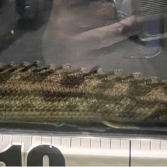 ポリプテルス　ラプラディ