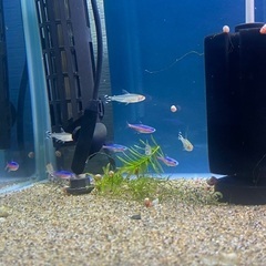 小型熱帯魚(テトラ)商談中の画像