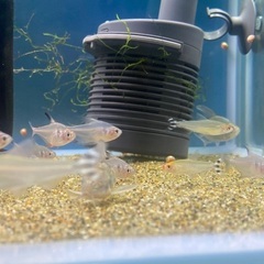 小型熱帯魚(テトラ)商談中の画像