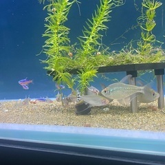 小型熱帯魚(テトラ)商談中
