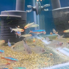 小型熱帯魚(テトラ)商談中の画像