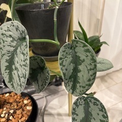 観葉植物　差し上げます　大事に育ててくれる方限定
