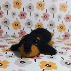 まったり小さな黒いダックス　大きなお目々が可愛いね　羊毛.