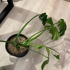 モンステラ　観葉植物