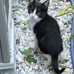 近所で猫が生まれました。