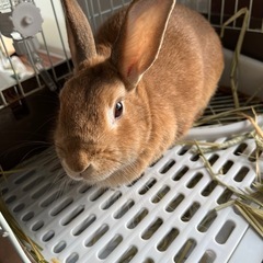 ミニウサギ　
