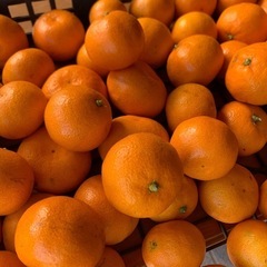 温州みかん　1kgの画像