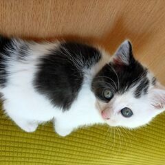 お申し込み多数のため一旦停止。里親募集☆白黒仔猫 女の子 約2ヶ月