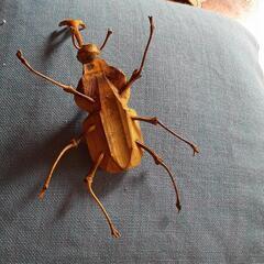 竹細工　木製　カブトムシ　リアル　格好いい　の画像