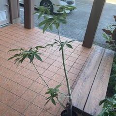 観葉植物の画像