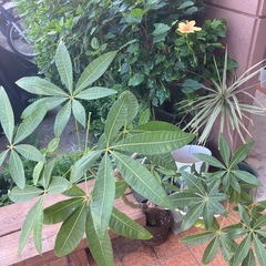 観葉植物の画像