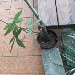 観葉植物の画像