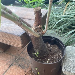 観葉植物の画像