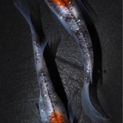 次回販売品種変更ありの画像