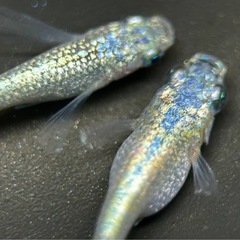 次回販売品種変更ありの画像