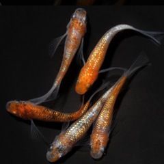 次回販売品種変更ありの画像