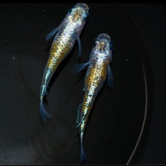 次回販売品種変更ありの画像