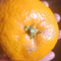 大玉みかん