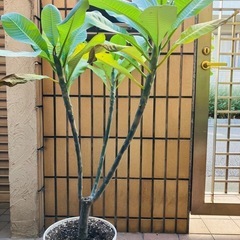 葉ぶりのいいプルメリア