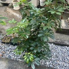 シェフレラ 今めっちゃでかいです。伐採して綺麗に整えました。の画像