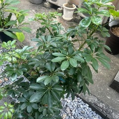 シェフレラ 今めっちゃでかいです。伐採して綺麗に整えました。の画像