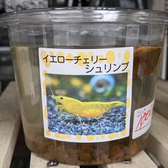 イエローチェリーシュリンプ　2ひき　1000円　Googleマップ「アメシンメダカ」で検索👍　宜野湾市大謝名小学校の裏門前　無人販売の画像