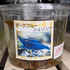ダークブルーシュリンプ　2ひき　1000円　Googleマップ「アメシンメダカ」で検索👍　宜野湾市大謝名小学校の裏門前　無人販売の画像