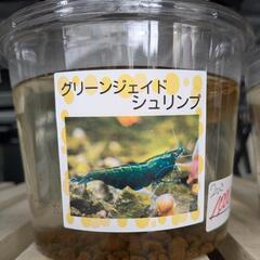 グリーンジェイドシュリンプ　2ひき　1000円　Googleマップ「アメシンメダカ」で検索👍　宜野湾市大謝名小学校の裏門前　無人販売の画像