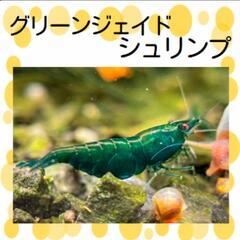 グリーンジェイドシュリンプ　2ひき　1000円　Googleマッ...