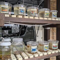 グリーンジェイドシュリンプ　2ひき　1000円　Googleマップ「アメシンメダカ」で検索👍　宜野湾市大謝名小学校の裏門前　無人販売の画像