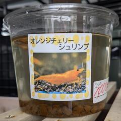 オレンジチェリーシュリンプ　2ひき　1000円　Googleマップ「アメシンメダカ」で検索👍　宜野湾市大謝名小学校の裏門前　無人販売
の画像