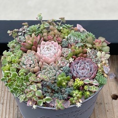 多肉植物寄せ植えレッスン − 福岡県