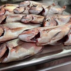 海釣り仲間募集（船釣り）