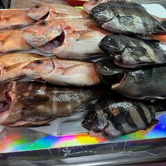 海釣り仲間募集（船釣り） - 和歌山市