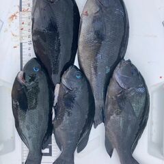 海釣り仲間募集（船釣り） − 和歌山県