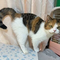 in岡崎市☆子猫たくさん！保護猫をオウチに迎えよう☆2024年1...